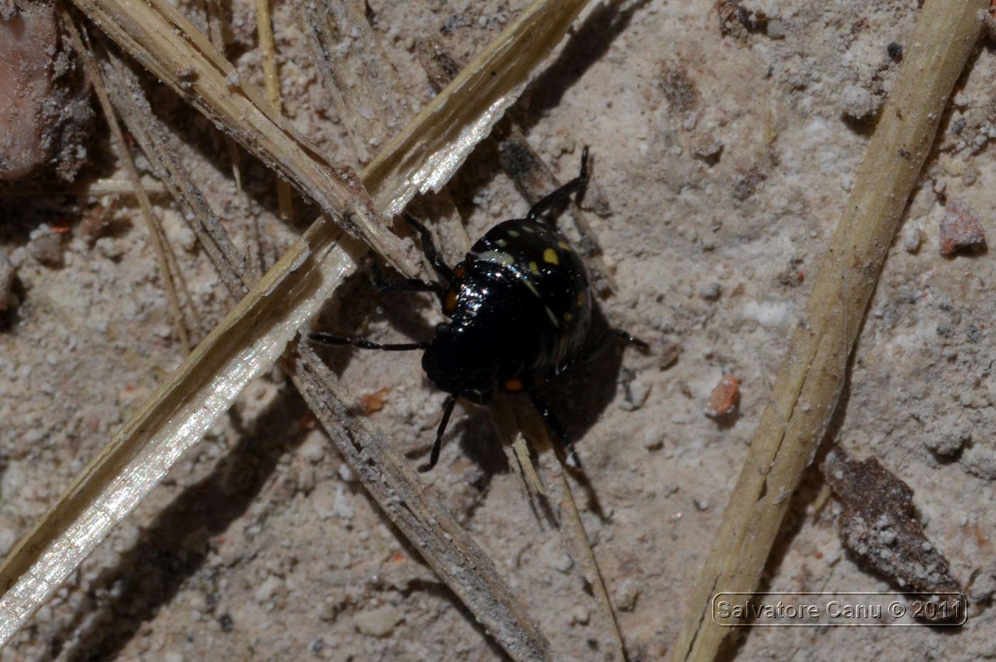 Pentatomidae: Nezara viridula, neanidi della Sardegna (SS)